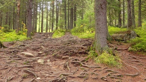 Tree Roots in a Magic Pine Forest