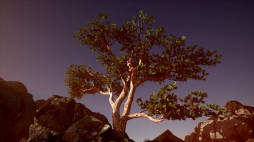Sun Beams Through Trees