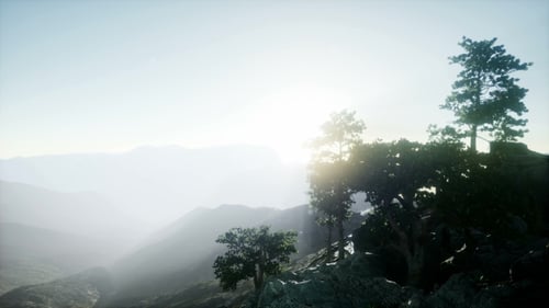 Sun Beams Through Trees