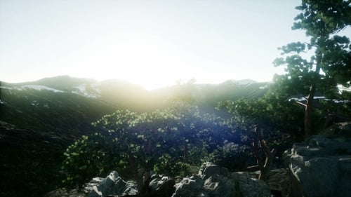 Sun Beams Through Trees