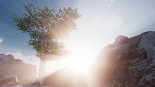 Sun Beams Through Trees