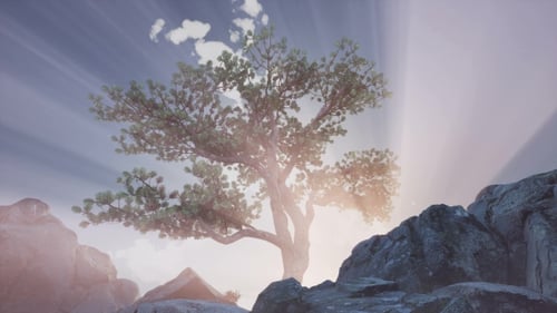 Sun Beams Through Trees