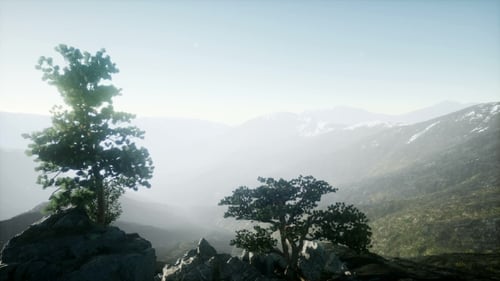 Sun Beams Through Trees
