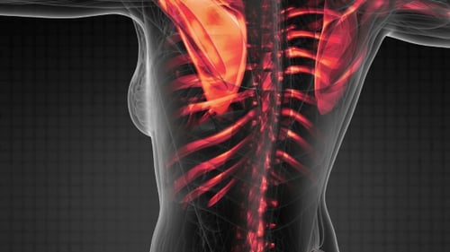 3D Human Anatomy Scan: Glowing Skeleton and Bones Visualization