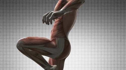 Rotating 3D Model of Human Anatomy and Muscles
