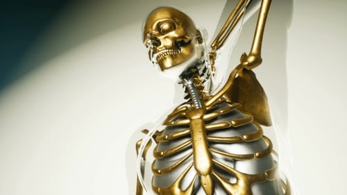 3D Animated Human Skeleton and Internal Organs Scan