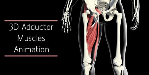 Human Thigh Muscles and Skeleton Anatomy 3D Animation