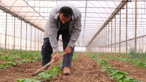 Man Tilling Soil with Hoe in Greenhouse