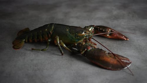Lobster 52