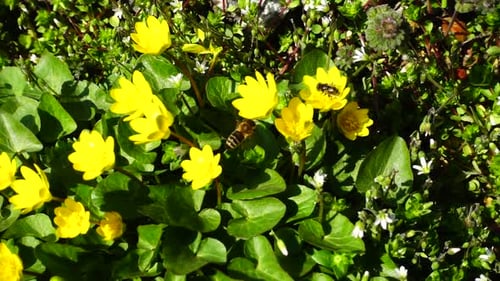 Bees and Flowers