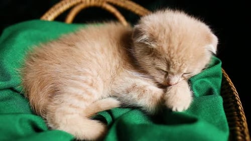 Sleeping Tabby Kitten in Basket, Close Up