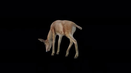 Brown Doe mit Blick nach Osten von der Rückseite