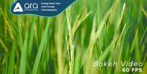 Paddy Field
