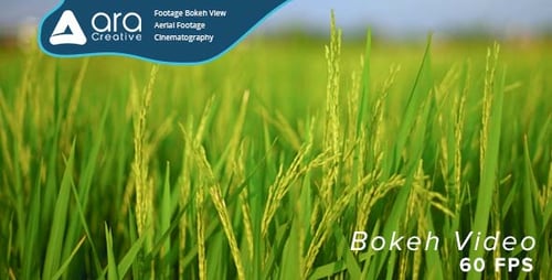 Rice Field