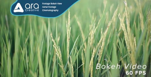 Paddy Field