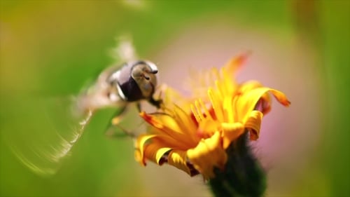 Fly Resting on a Yellow Flower in Nature