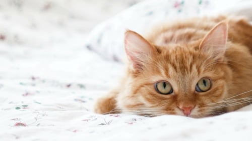 Relaxing Orange Cat Lying on White Bed