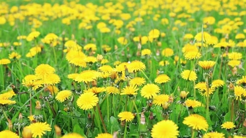 Dandelion Flowers in a Field Spring