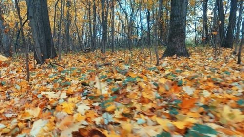 Birken und Ahornbäume im Herbstwald