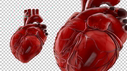 Rotating Human Heart 3D Medical Animation
