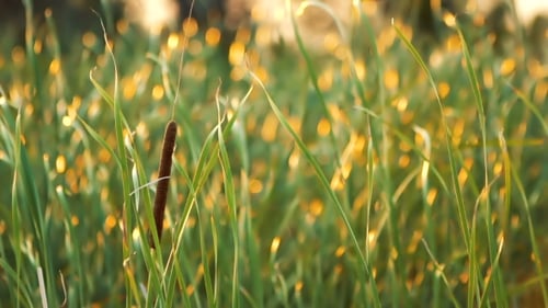 Gras