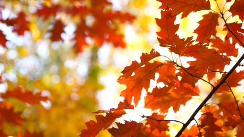 Vibrant Fall Leaves Changing Color During Autumn