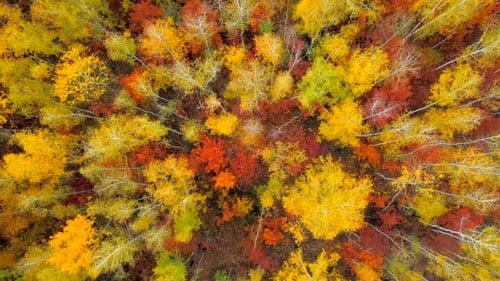 Aerial View of Colorful Autumnal Forest Canopy