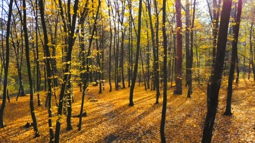 Autumn Forest Aerial View with Golden Leaves