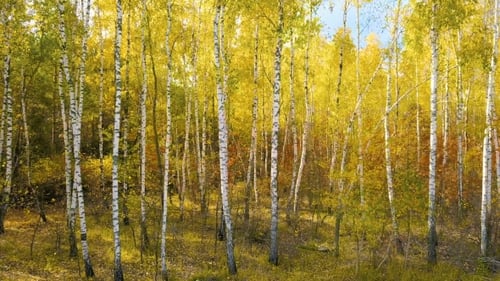 Aerial View of Colorful Birch Tree Forest in Autumn
