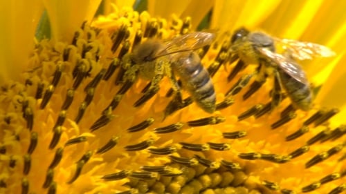 Bees Pollinating Sunflower in Bright Sunlight
