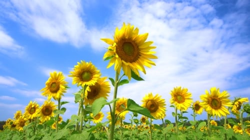 Sunflower Field Under Sunny Blue Sky in Countryside