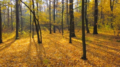 Aerial View of Colorful Forest in Autumn