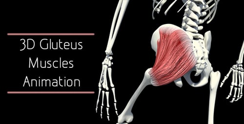 3D Human Anatomy Animation of Gluteus Maximus and Hamstring Muscles