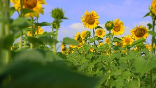 Vibrant Sunflower Field on a Sunny Day