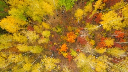 Aerial View of Colorful Autumn Forest Canopy