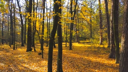 Autumnal Forest with Golden Sunlight and Fallen Leaves