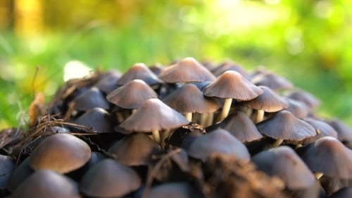 Cluster of Wild Mushrooms in Woodland Environment