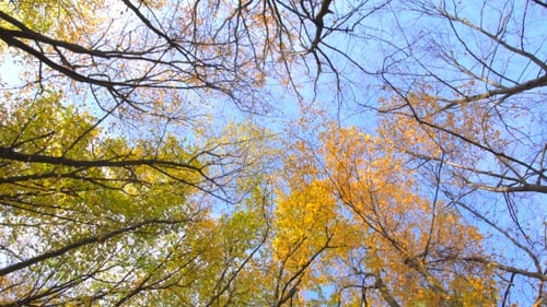 Golden Autumn Leaves against Blue Sky