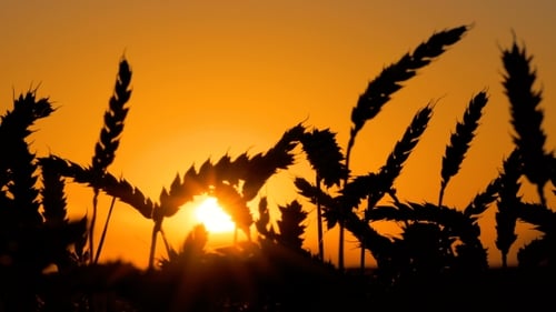 Wheat