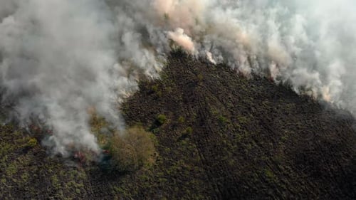Forest Fire with Toxic Gray Smoke