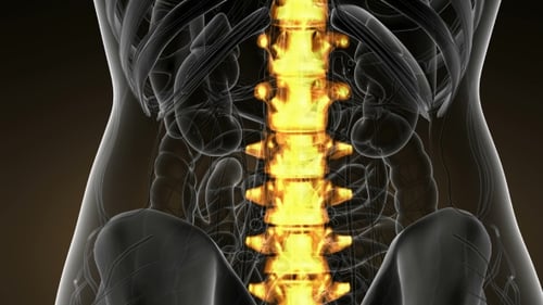 3D Animation of Glowing Human Spine in Medical Torso