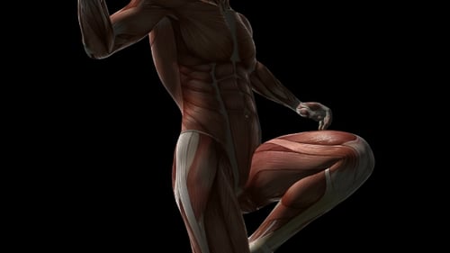 3D Human Anatomy Model of Muscles and Skeleton Squatting