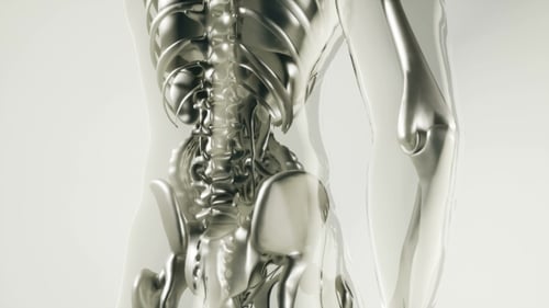 3D Scientific Animation of Human Skeleton Spine and Rib Cage