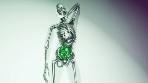 3D Human Skeleton with Glowing Digestive System Animation