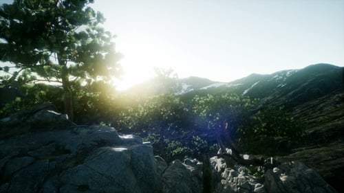 Sun Beams Through Trees
