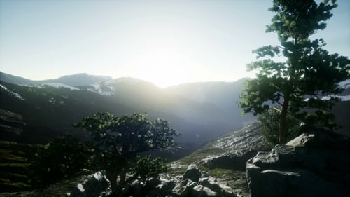 Sun Beams Through Trees