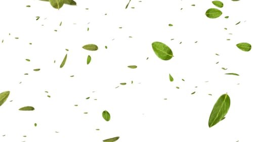 Grünes Blatt fällt