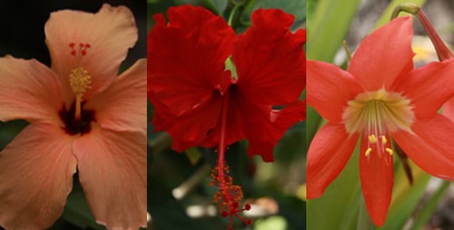 Tropical Flowers Bloom in Nature's Vibrant Colors