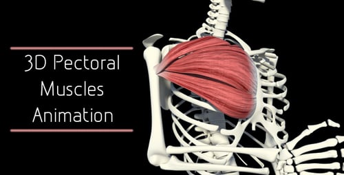 3D Animation of Human Pectoral Muscle Contraction on Skeleton