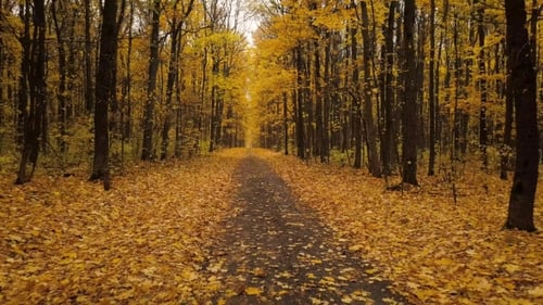 Flight Along a Path in a Scenic Autumn Forest
